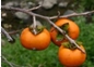`a,`aΌ,`a,JΌ,ÂA葢,